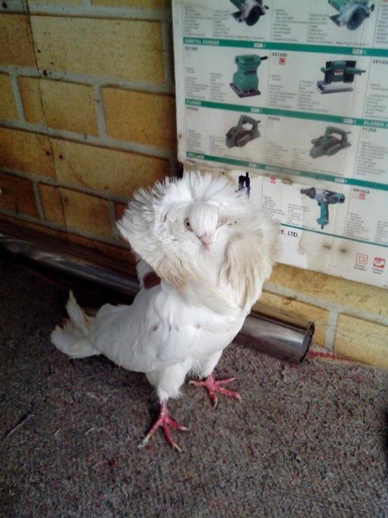 Jacobin-pigeons4-550x733