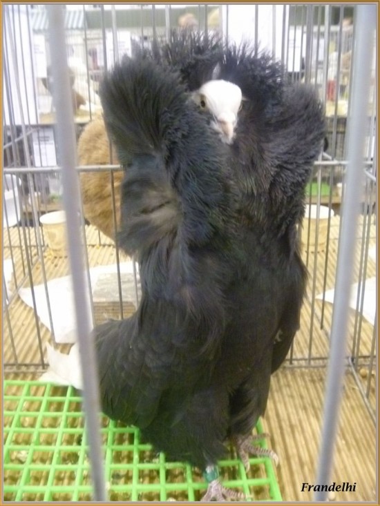 Jacobin-pigeons8-550x733