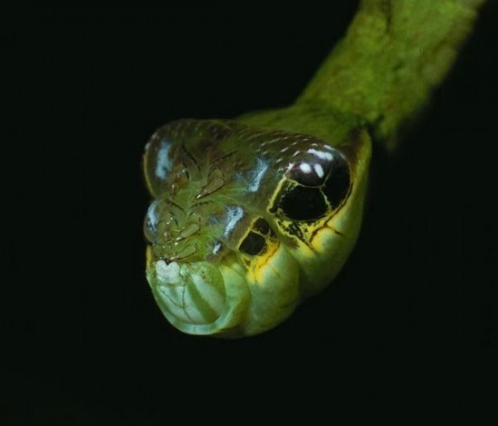 snake-caterpillar2-550x470