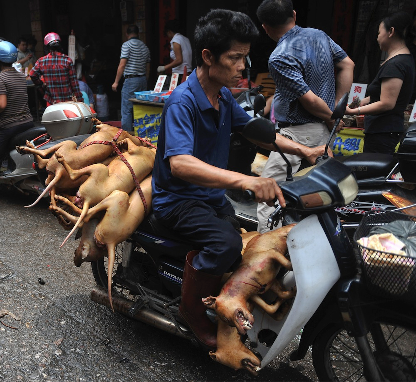 Dog-meat-festival-in-Yulin-Chinaүү