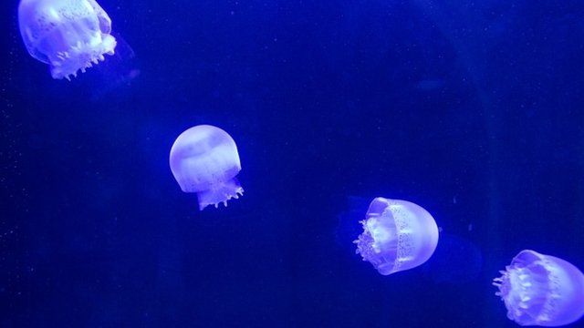 _75216206_75216205