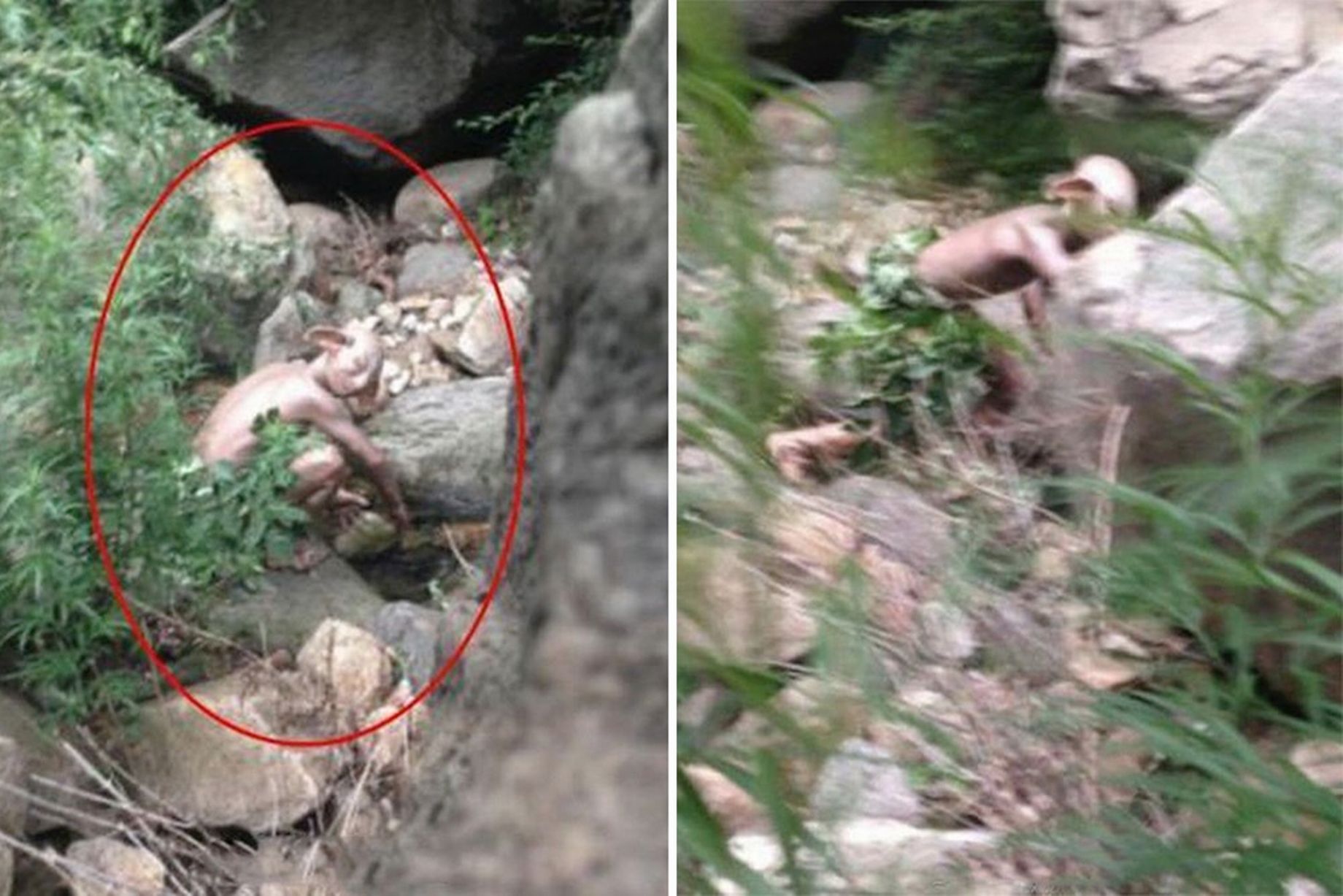 Monster-Gollum-spotted