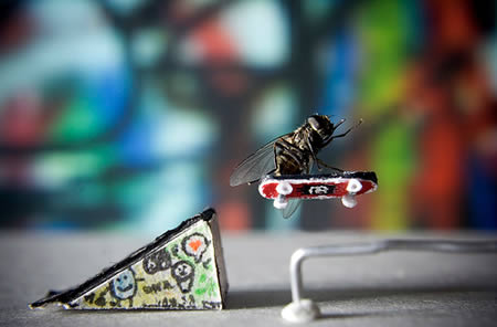 a96986_a607_12-fly