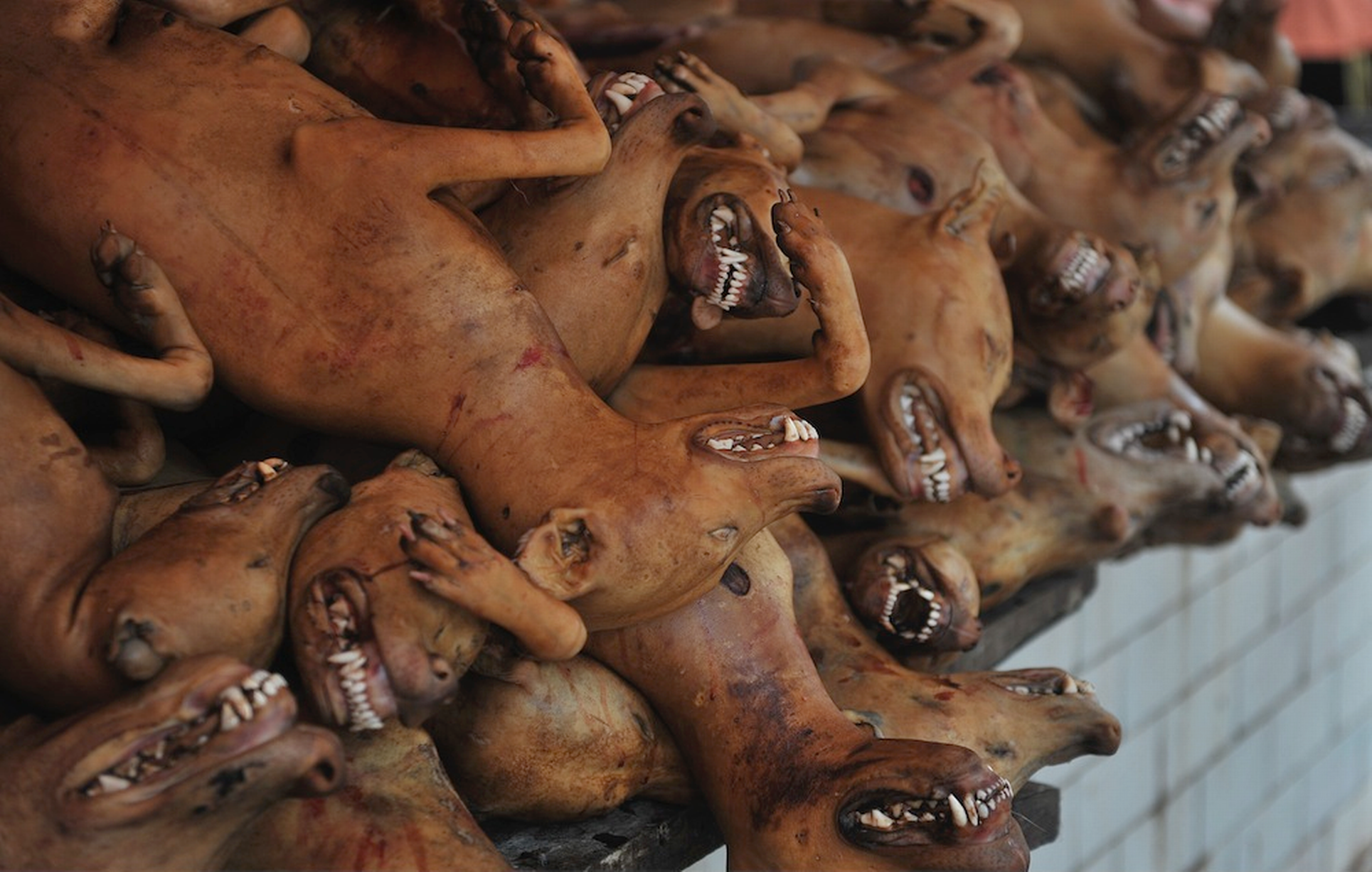 Dog-meat-festival-in-Yulin-Chinaл