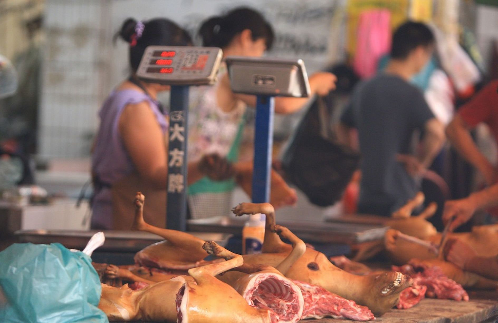 Dog-meat-festival-in-Yulin-Chinaд