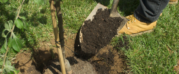 n-TREE-PLANTING-large570