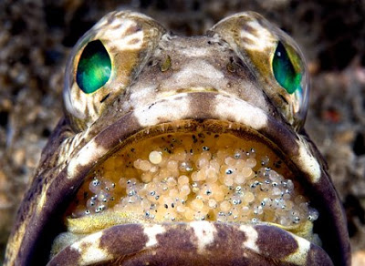 12 Awesome Underwater Aquatic Photos of 2009 8