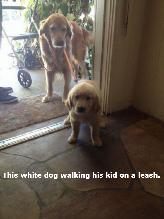 dogs-acting-like-people-0005