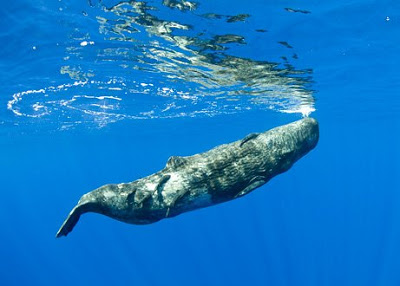 12 Awesome Underwater Aquatic Photos of 2009 7