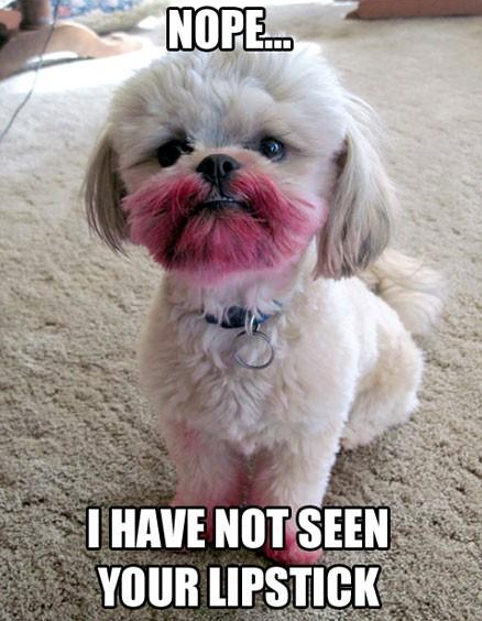 funny pictures ever gallery