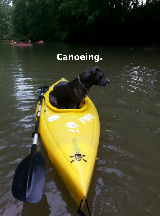 dogs-acting-like-people-0014