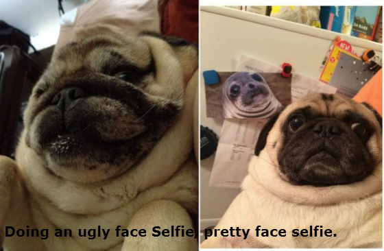 dogs-acting-like-people-00031
