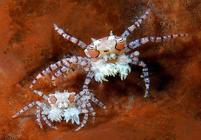 12 Awesome Underwater Aquatic Photos of 2009 1