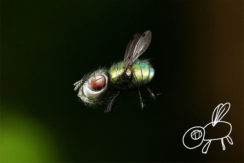 Vlinder-111451-1957039606