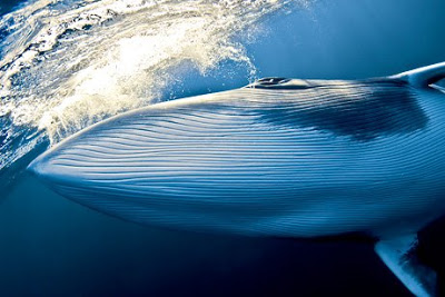 12 Awesome Underwater Aquatic Photos of 2009 10