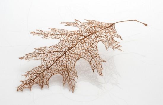 human-hair-leaves3-550x356