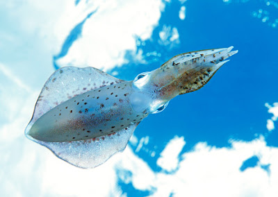 12 Awesome Underwater Aquatic Photos of 2009 9