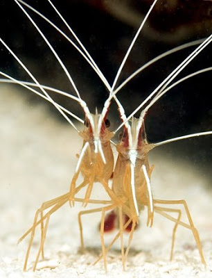 12 Awesome Underwater Aquatic Photos of 2009 11