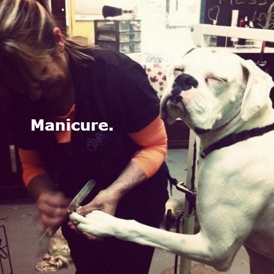 dogs-acting-like-people-0001