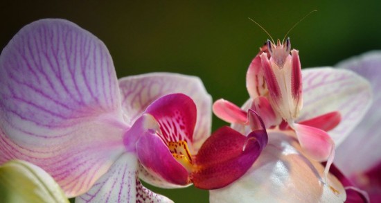 orchid-mantis2-550x293
