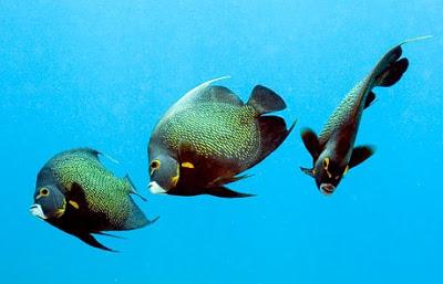 12 Awesome Underwater Aquatic Photos of 2009 5
