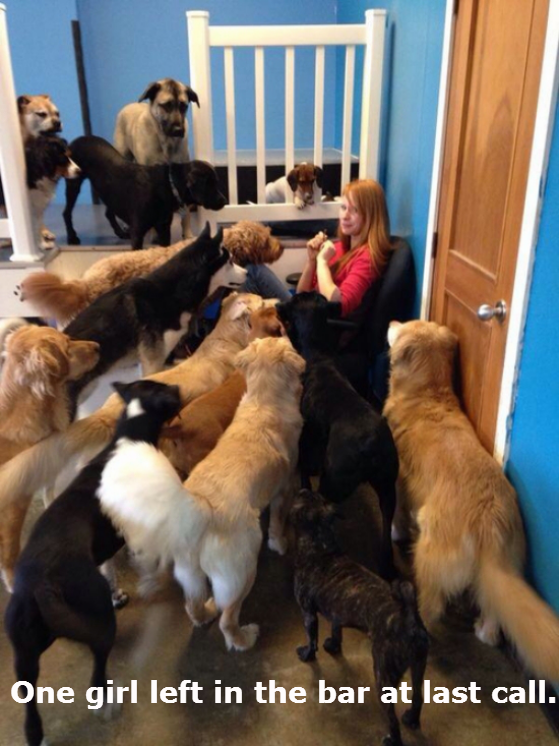 dogs-acting-like-people-0017