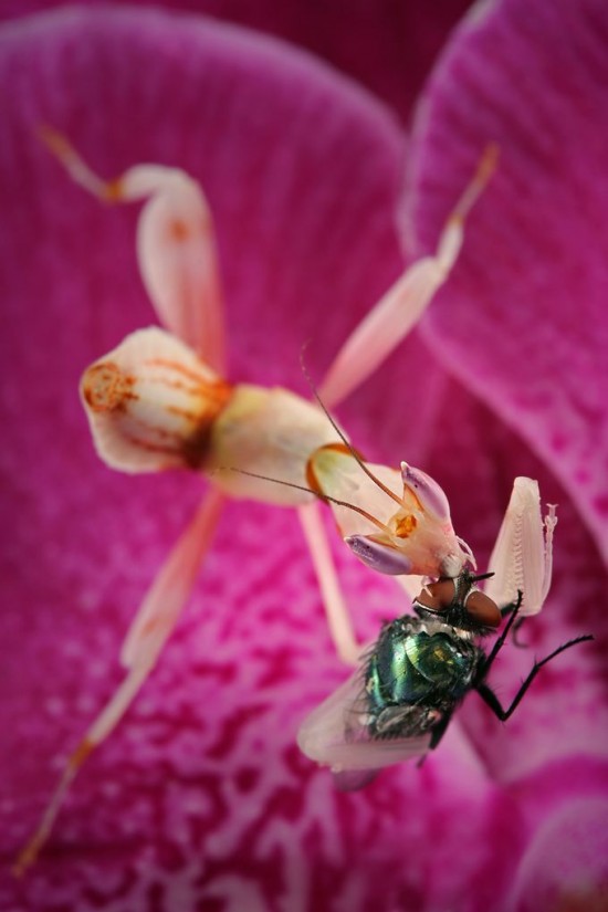 orchid-mantis3-550x825