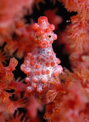 12 Awesome Underwater Aquatic Photos of 2009 2