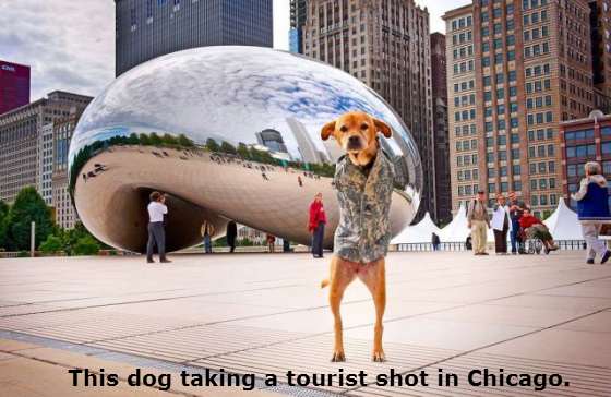 dogs-acting-like-people-0004