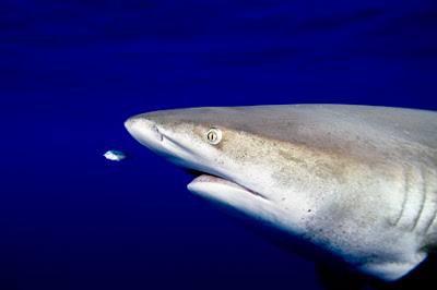 12 Awesome Underwater Aquatic Photos of 2009 12
