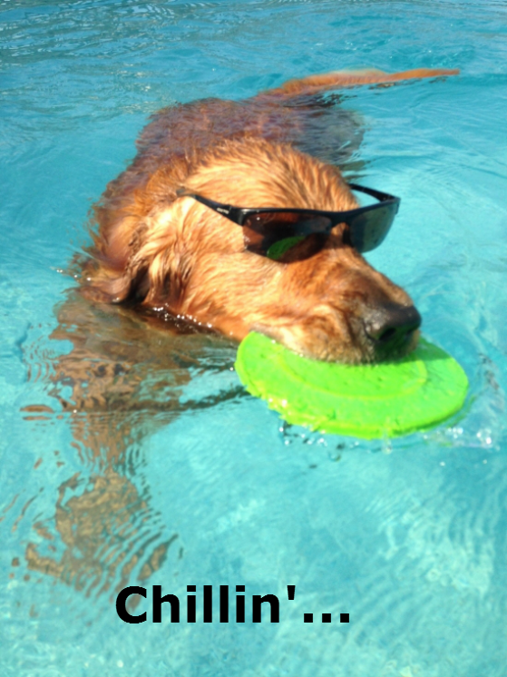 dogs-acting-like-people-0011