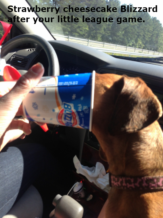 dogs-acting-like-people-0015