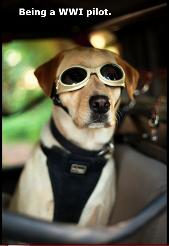dogs-acting-like-people-0019