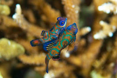 12 Awesome Underwater Aquatic Photos of 2009 3