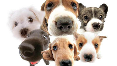dogs dogs