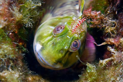 12 Awesome Underwater Aquatic Photos of 2009 4
