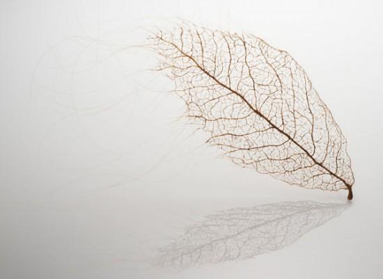 human-hair-leaves4-550x401