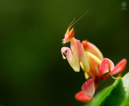orchid-mantis4-550x449