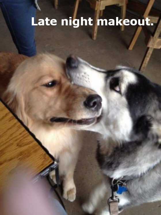 dogs-acting-like-people-0002