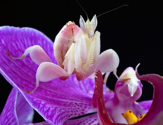 orchid-mantis-550x422