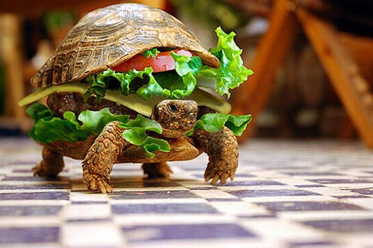 coolest photographs google
