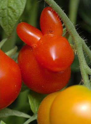 Amazing_Vegetable_3