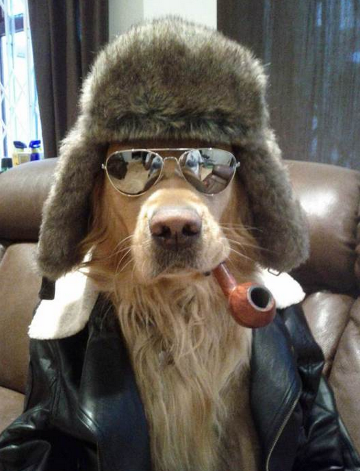 coolest dog picture ever