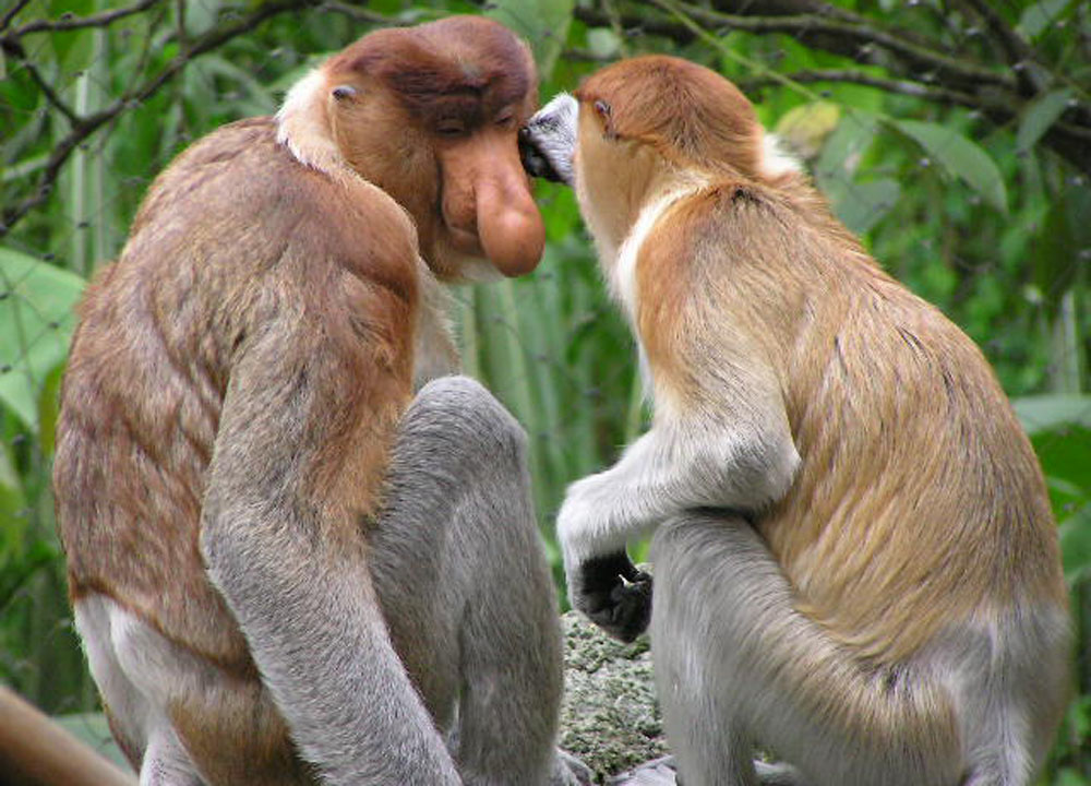 monkeys-in-southeast-asia-Proboscis-Monkey