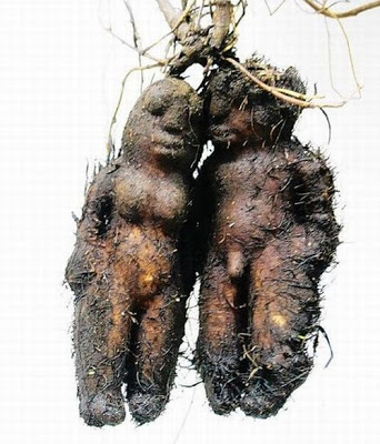 Amazing_Vegetable_11