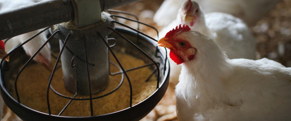 n-CHICKEN-FARM-large570