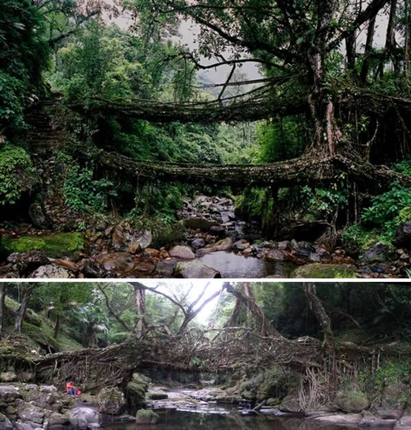 a99193_tree-growth_5-bridge