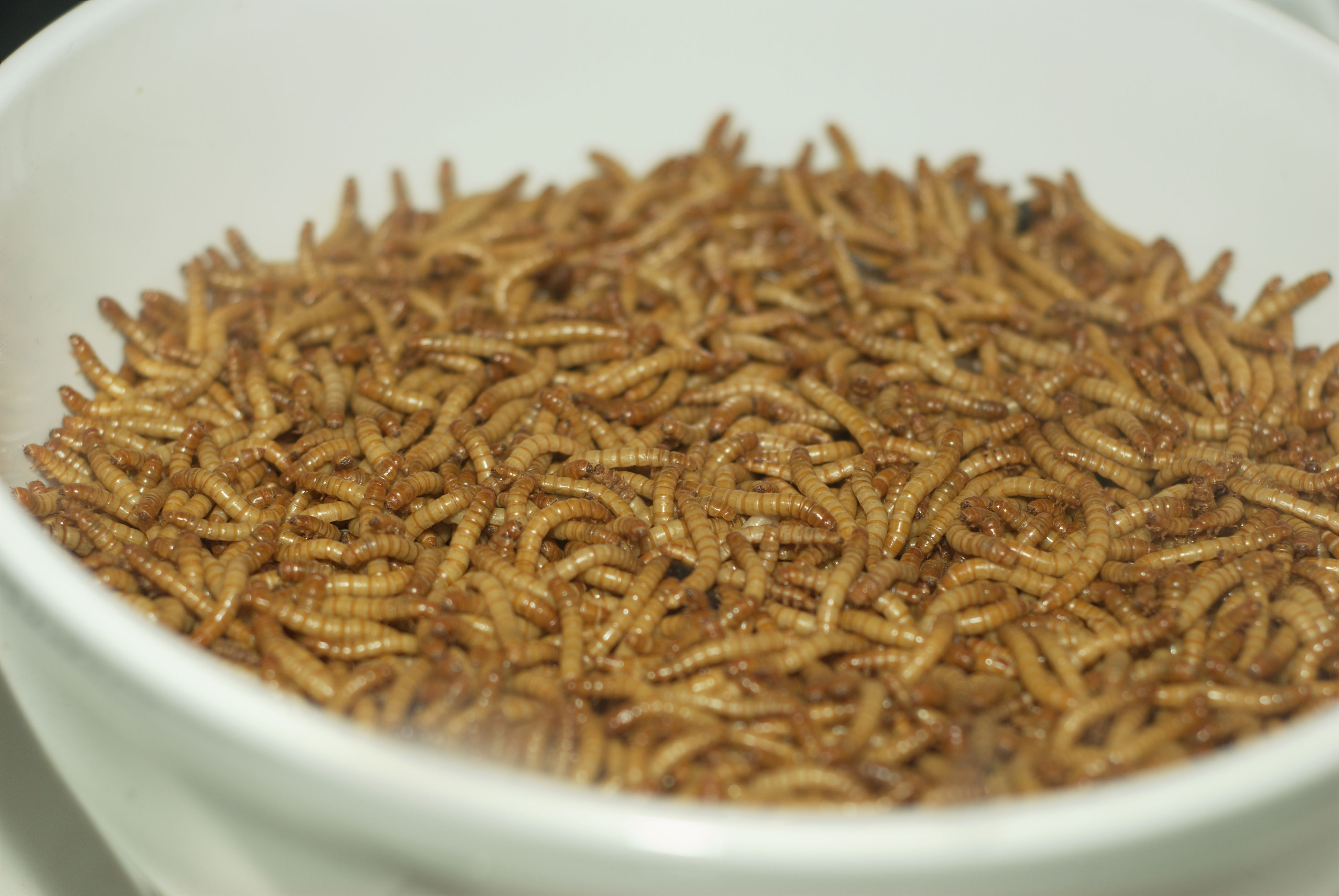 Mealworm_01_Pengo