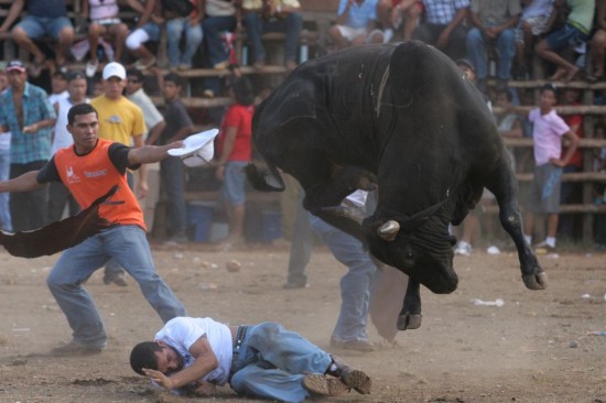 Costa-Rica-bullfighting2-550x366