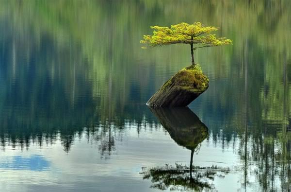 a99193_tree-growth_5-bridge